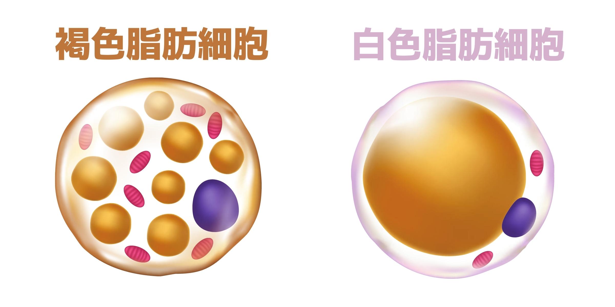 褐色脂肪細胞と白色脂肪細胞のイラスト