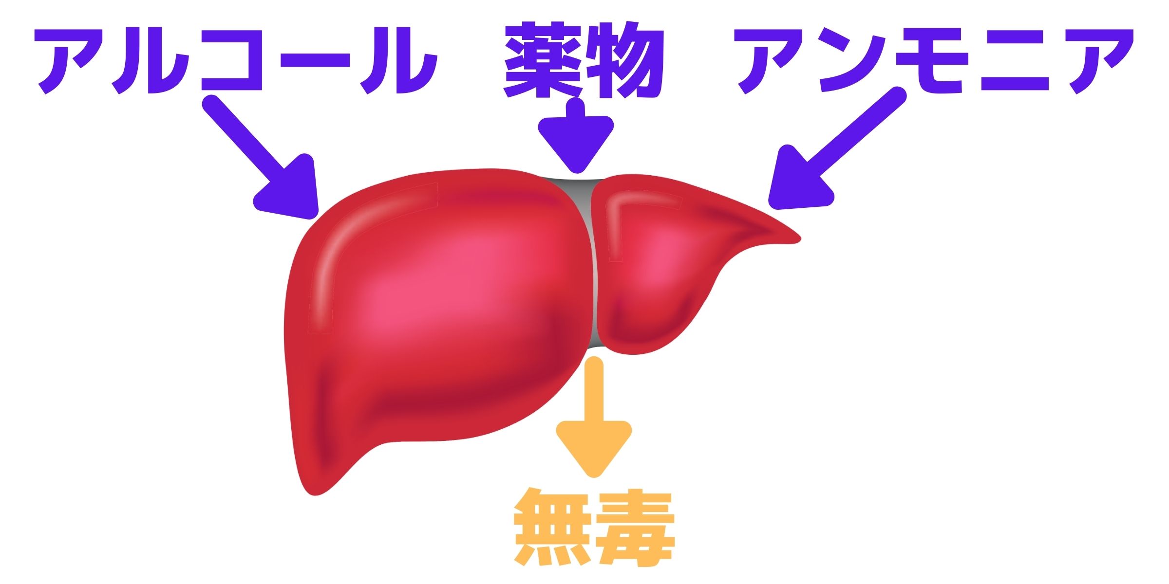 肝臓のデトックス作用の説明イラスト
