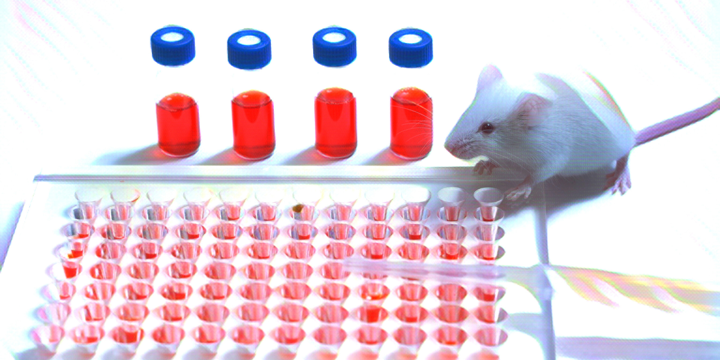 ネズミと実験の道具