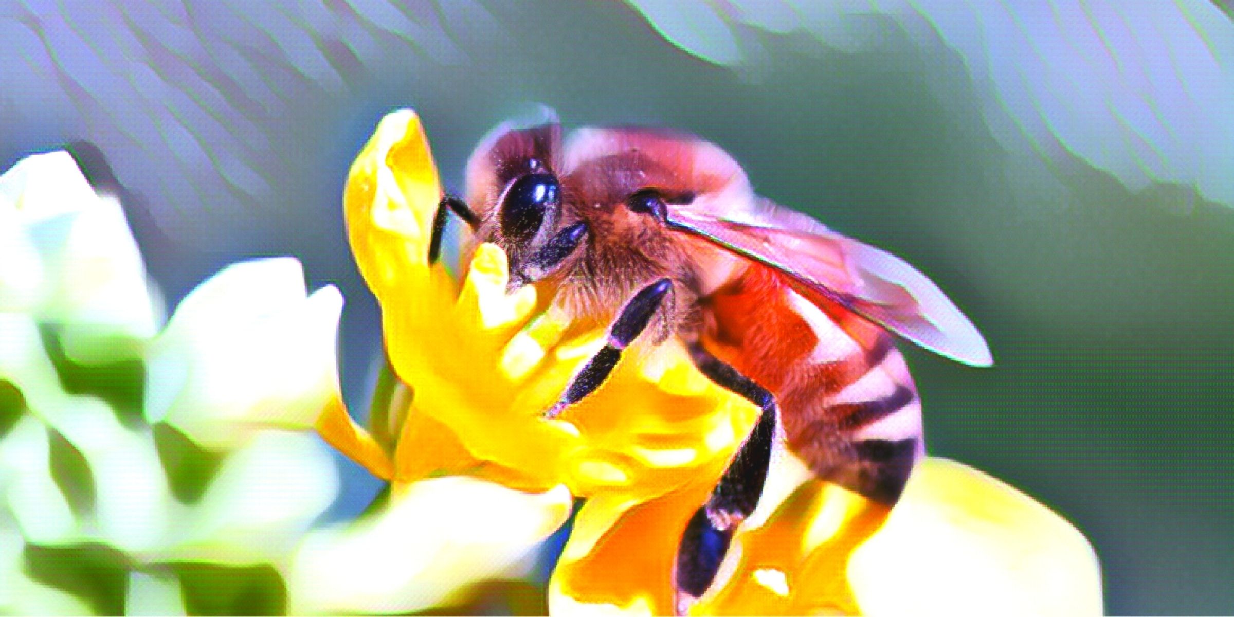 蜜をとる蜜蜂