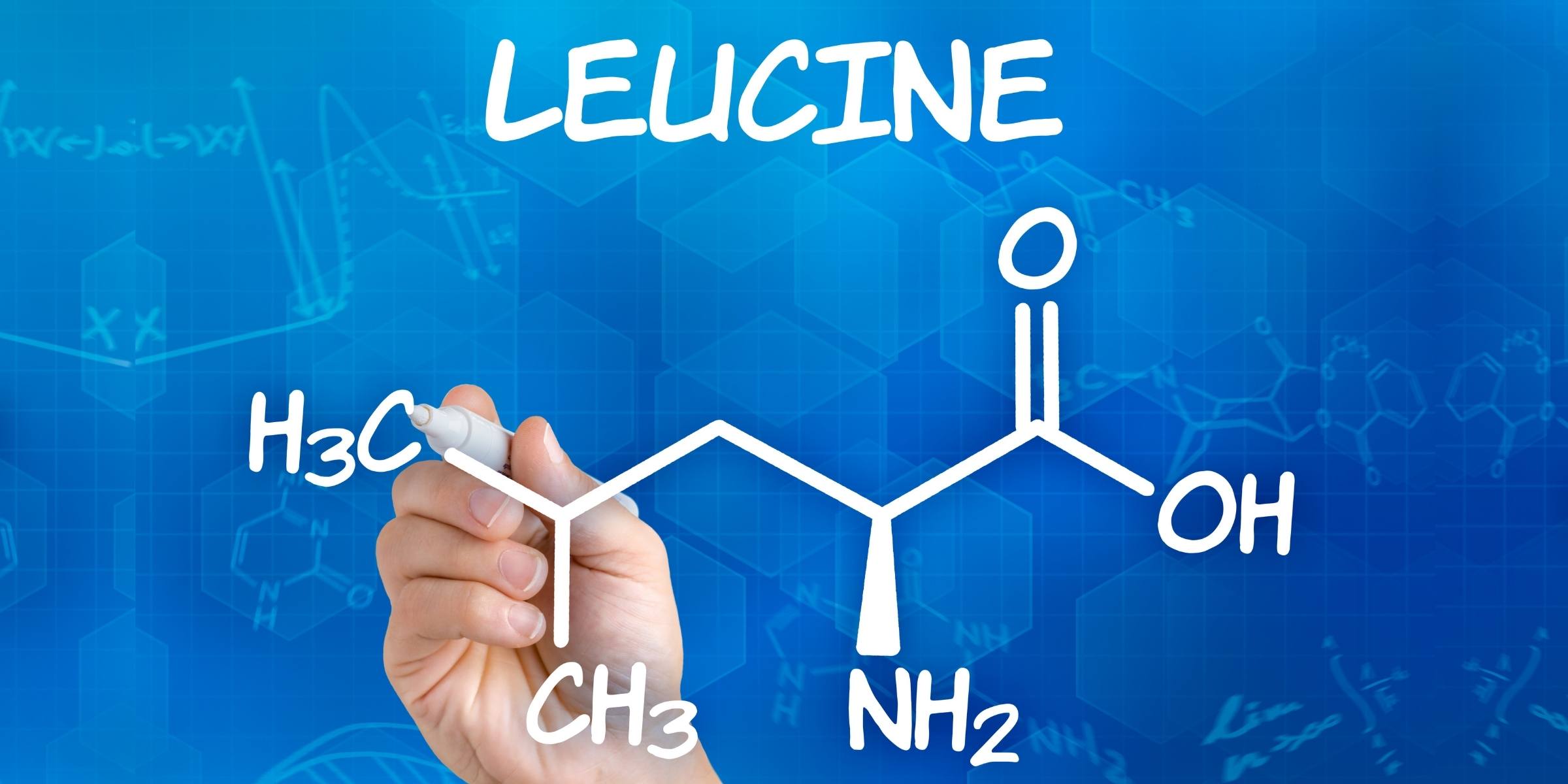LEUCINEの分子構造