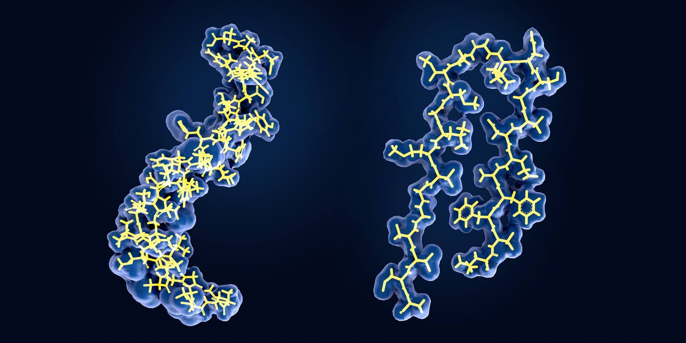 細胞に結合したアミロイドベータペプチドの構造