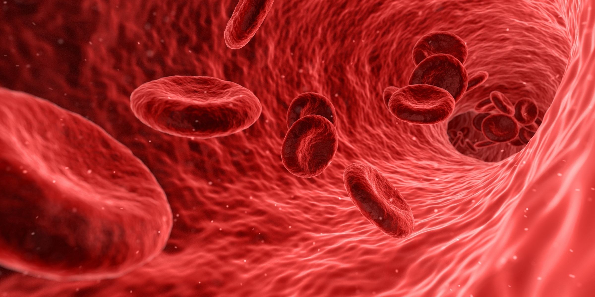 血管を流れる赤血球
